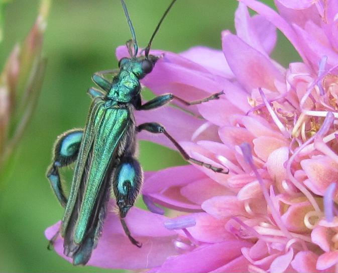 Oedemera nobilis? S, maschio.